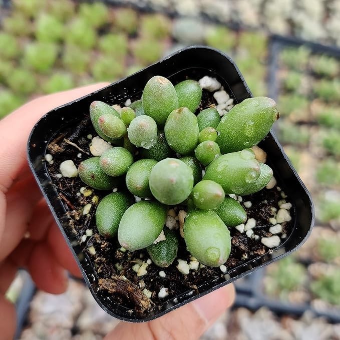 Live Aeonium Succulent Plants 2-4 Inch Fully Rooted in Pots with Soil Home Decor