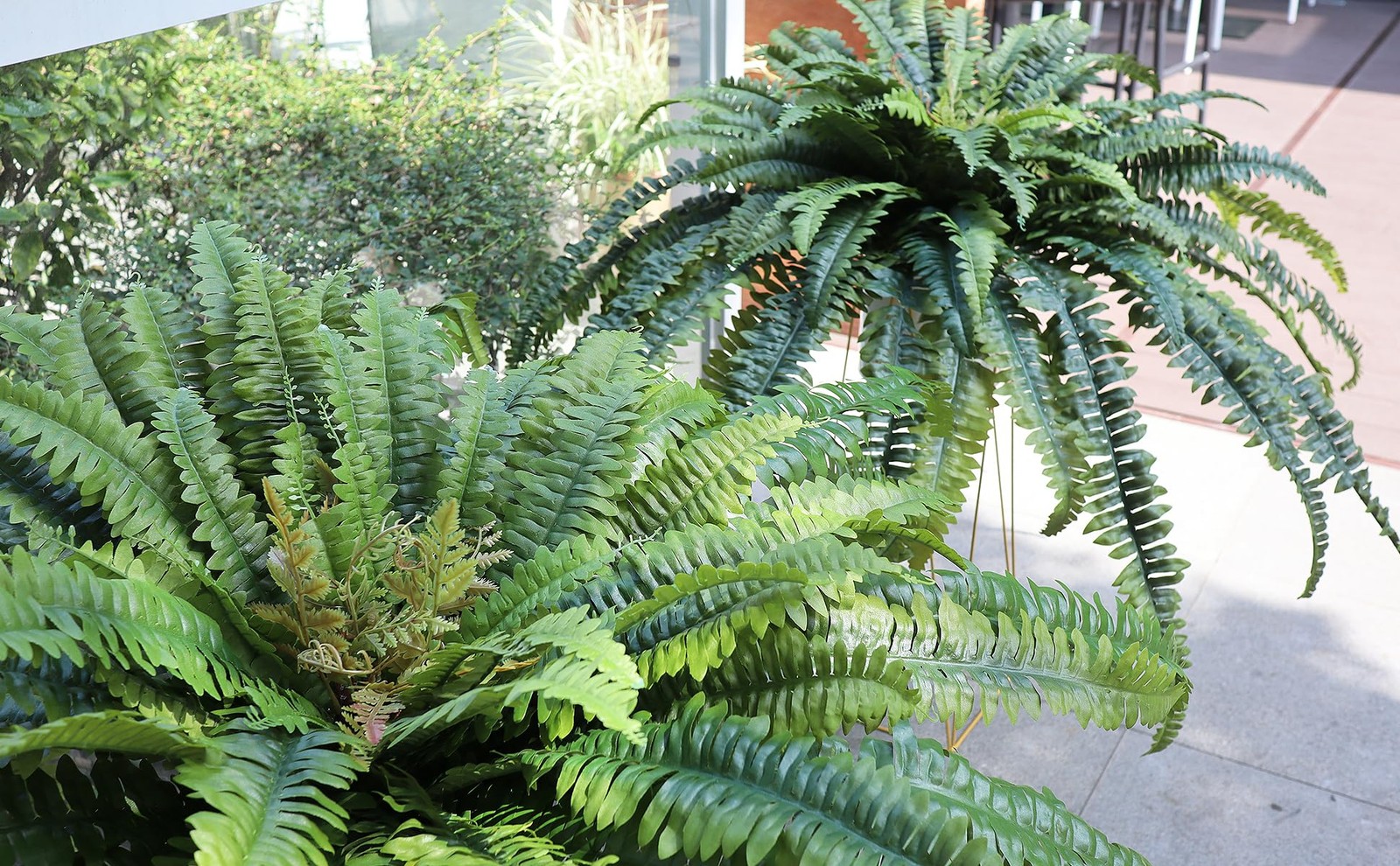 Large Artificial Boston Fern 68″ Fake Ferns Silk Artificial Plants for Outdoo…