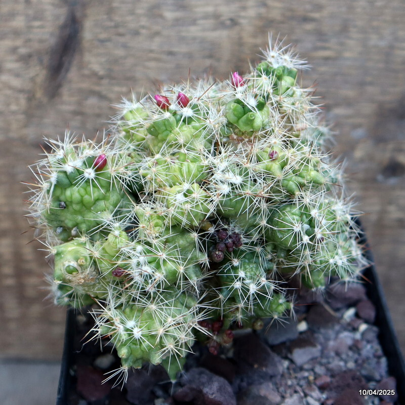 A9921 MAMMILLARIA BOCASANA MONSTER GRAFTED pot12-H13-W13 cm MaMa Cactus