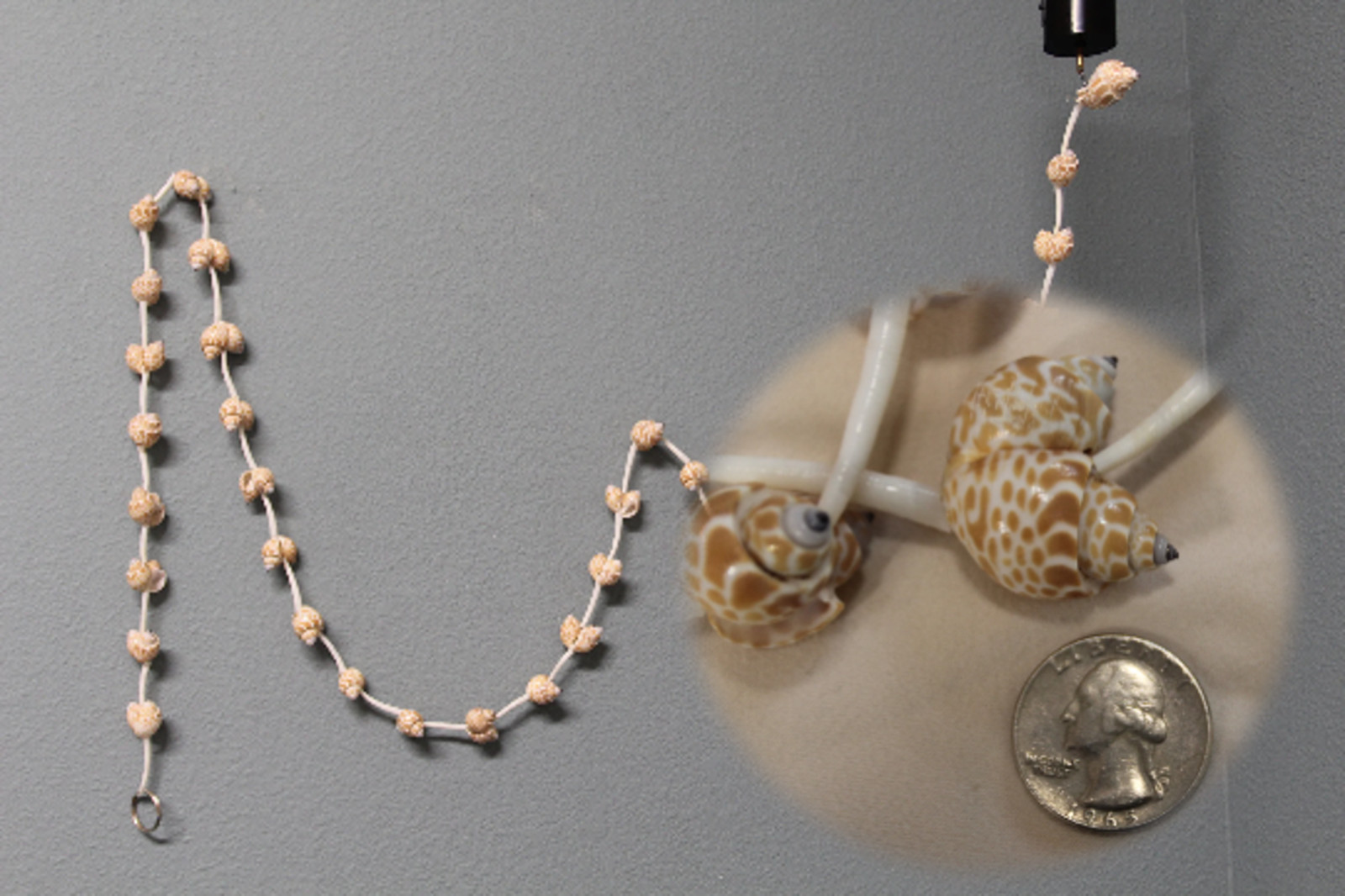 Handmade Sea Shell Garland Beach Display Decor 6 Feet Long XL Size, GS-wll