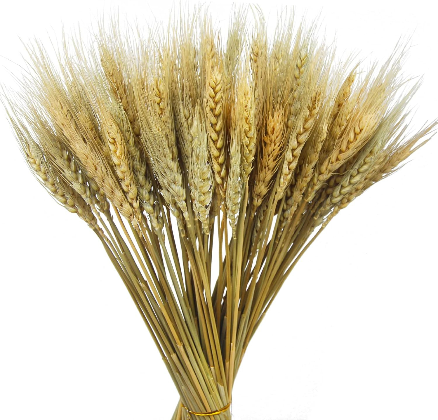 100 Pcs Dried Wheat Stalks Bundle Grass Natural Dried Wheat Sheaves Stems Dried