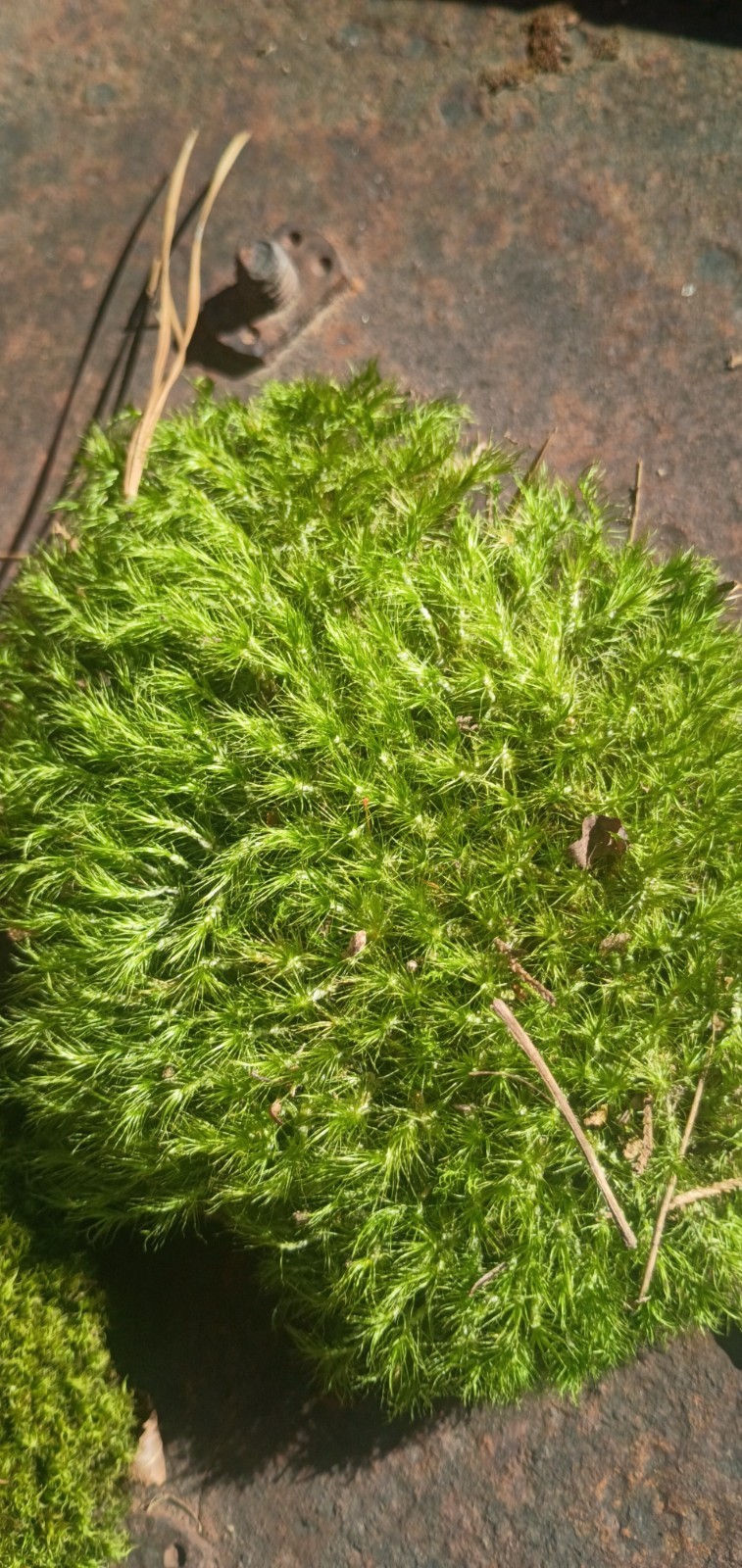 live Freshly harvested assorted mosses pincushion, mood, sheet