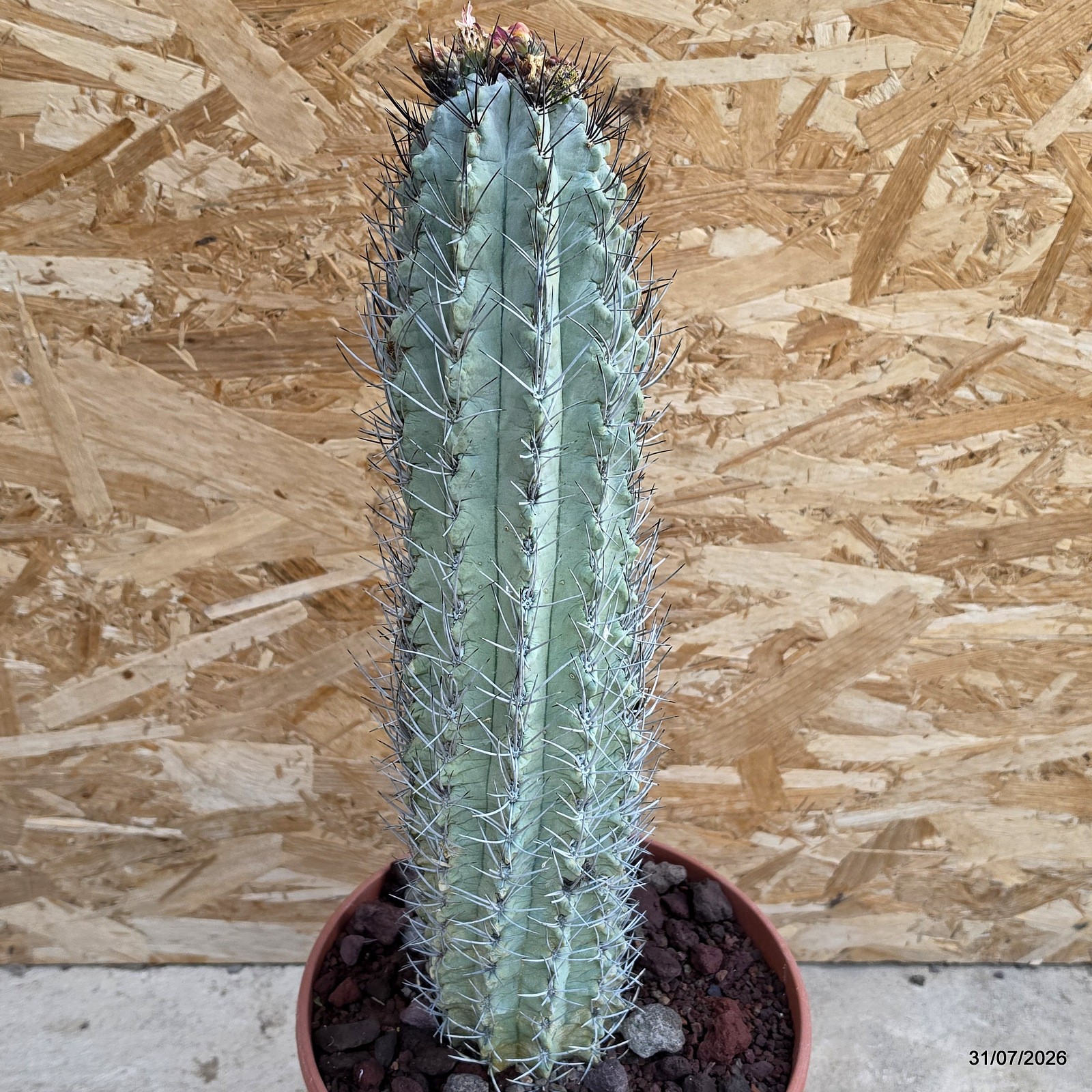 D5330 NEOPORTERIA PAUCICOSTATA pot22-H36-W10 cm MaMa Cactus