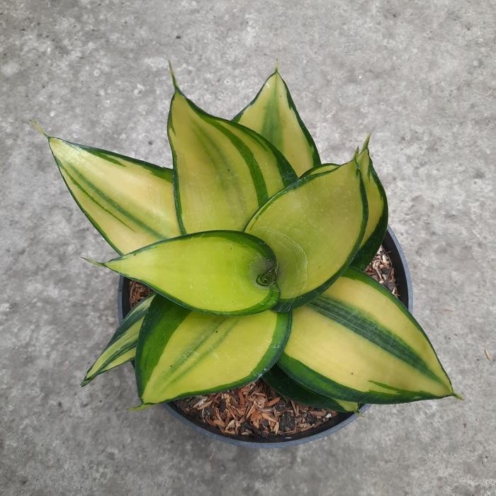 Sansevieria Green Mould Variegated – Yellow Green Rosette Live Plant Grow in Pot