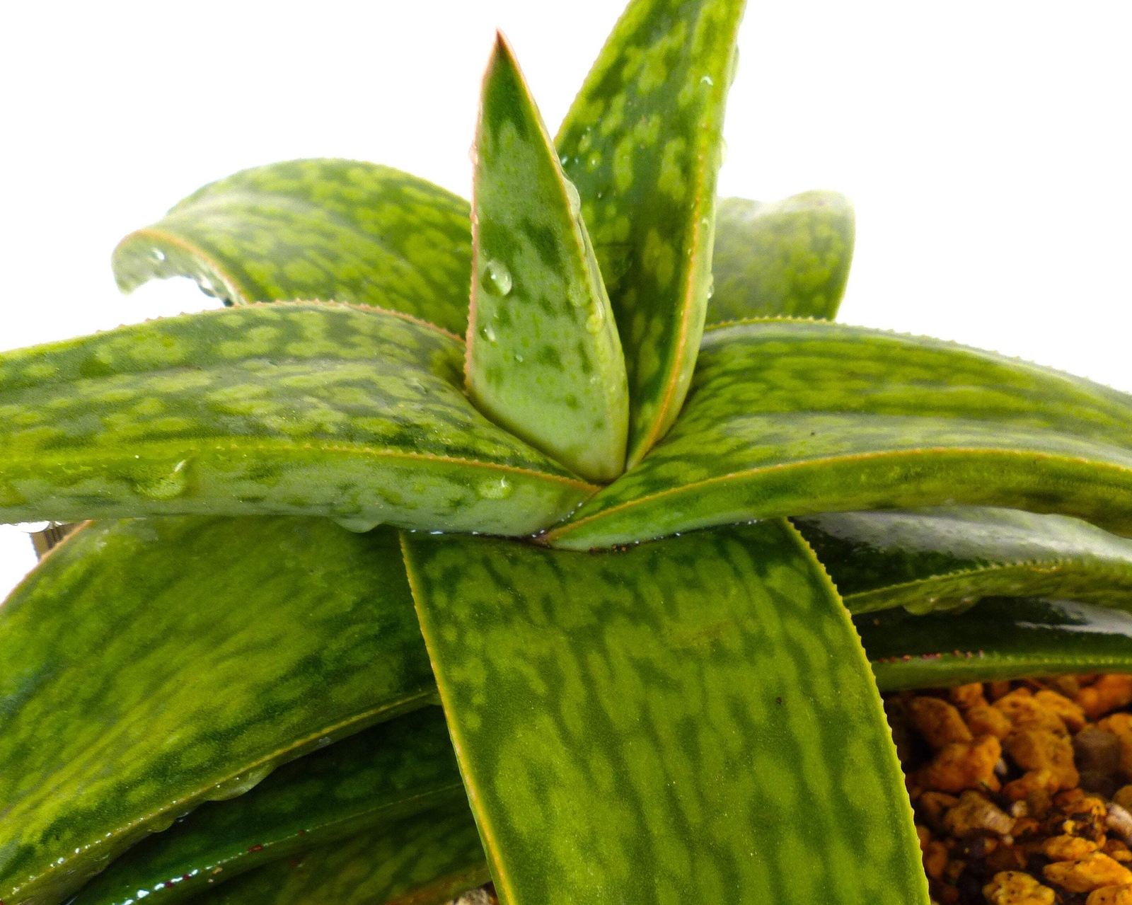 Gasteria cv MUMBA (ex Specks Nursery EXOTICA) 4-10cm –