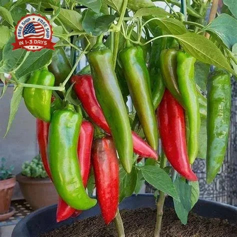 120 Anaheim Chile Hot Pepper seeds for planting 1 gram of seeds Heirloom Non GMO