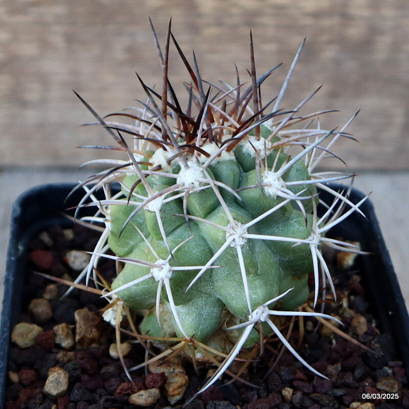 A5233 COPIAPOA BRIDGESII KK 1399 pot 9 cm H 4 cm W 5 cm MaMa Cactus