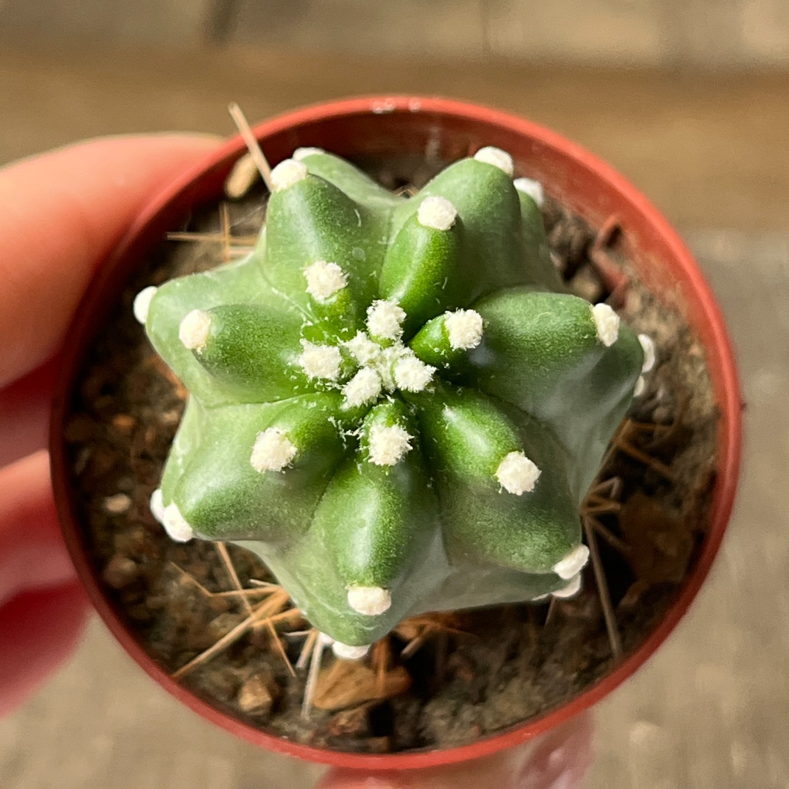 A17-304 Echinocereus v. perbella JRT 207, Ellis Co, OK, grafted
