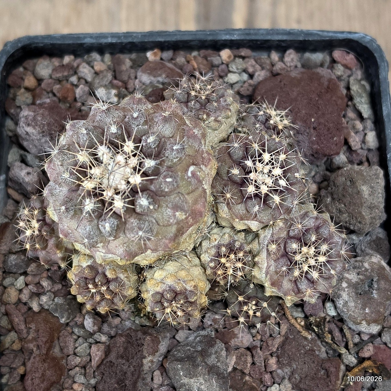 D3509 COPIAPOA CONTINUA pot10-H6-W8 cm MaMa Cactus