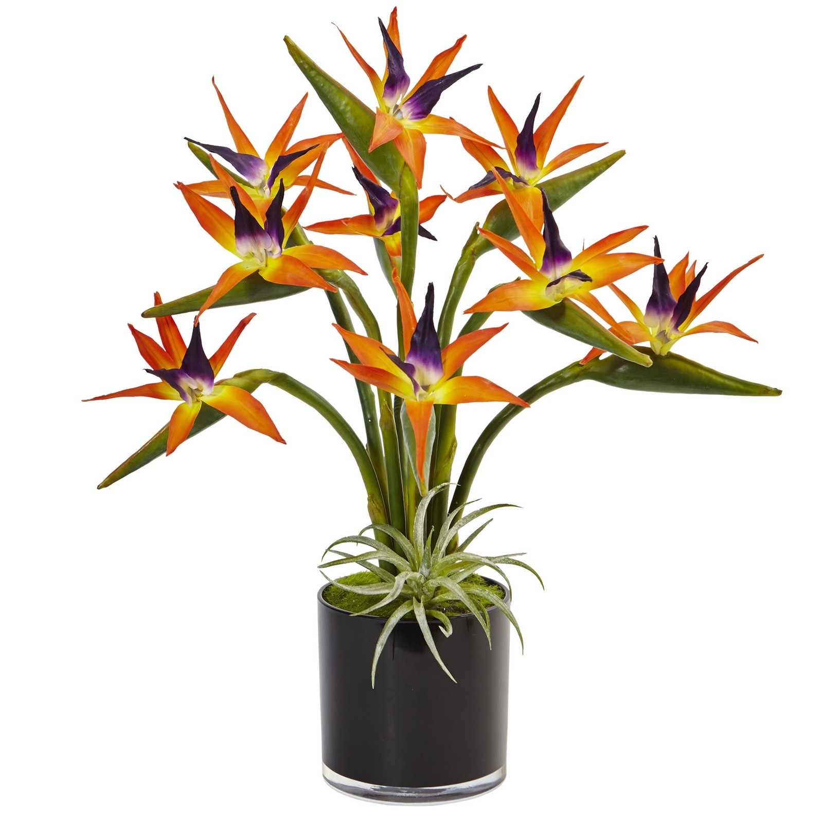 24 Inch Bird of Paradise Faux Plant in Black Glossy Cylinder Planter Vibrant