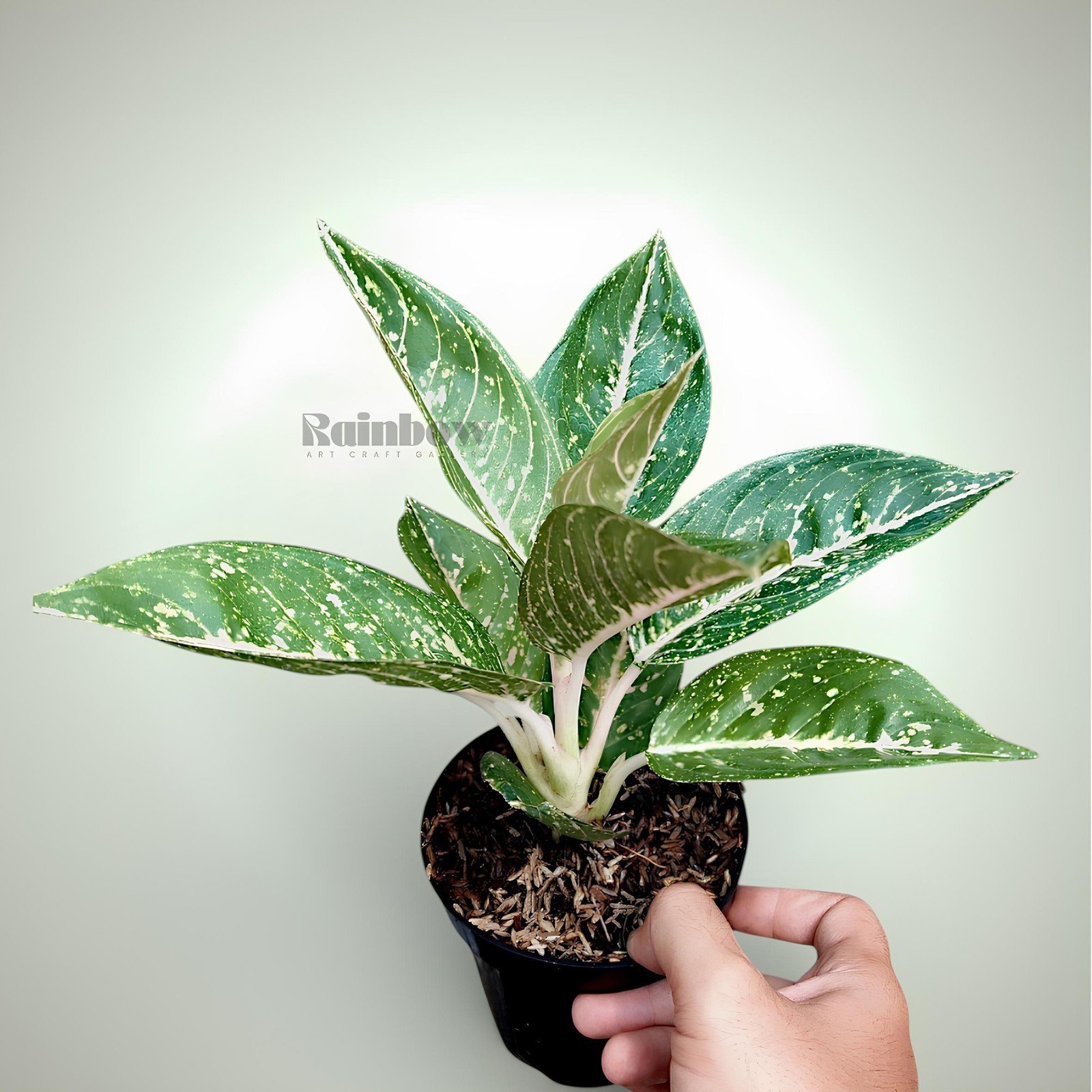 Aglaonema Mutiara Black Beatiful Ornamental Plant