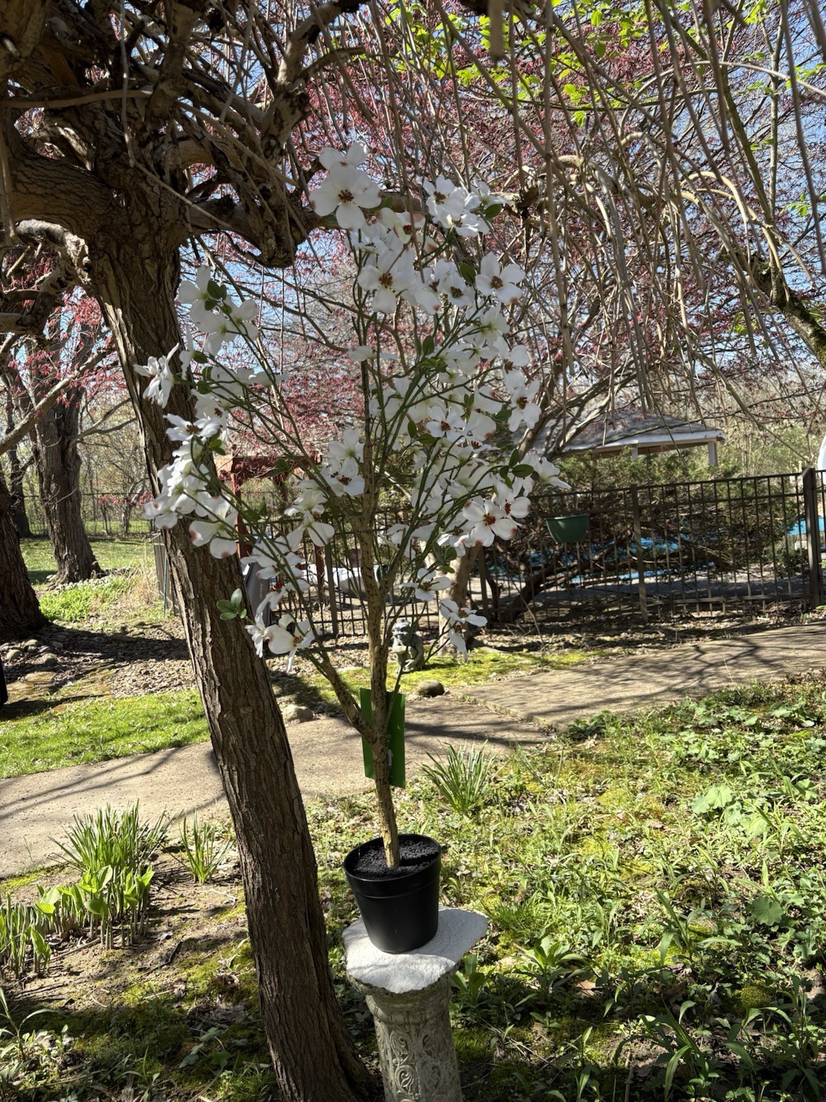Ashland Artificial 4 Ft. Dogwood Silk Tree Potted