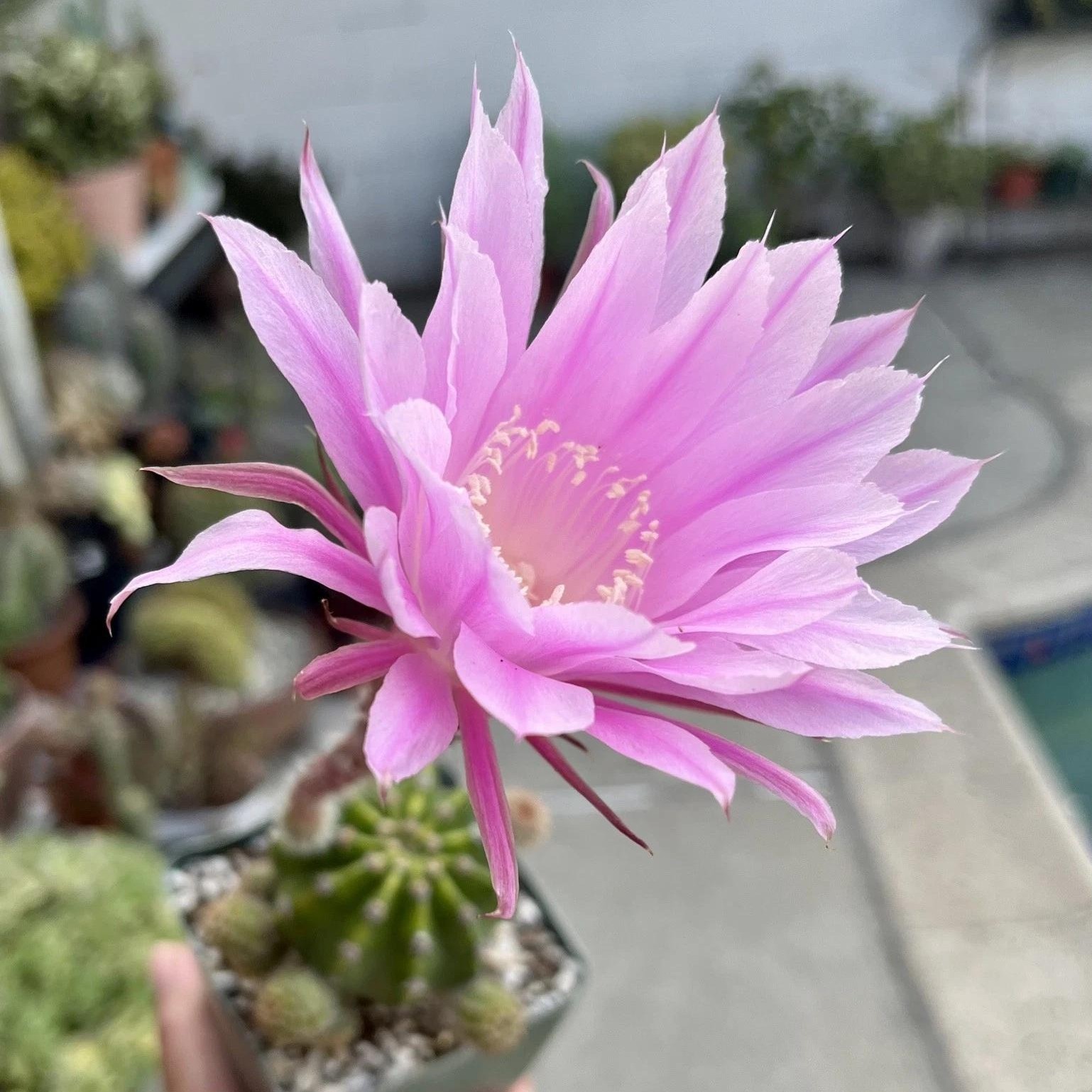 Echinopsis Oxygona Easter Lily Cactus Live Combo Flowering Cactus