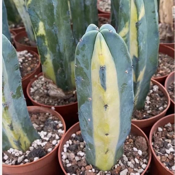 Myrtillocactus Geometrizans Cactus Succulent Plants Variegated Plants USA