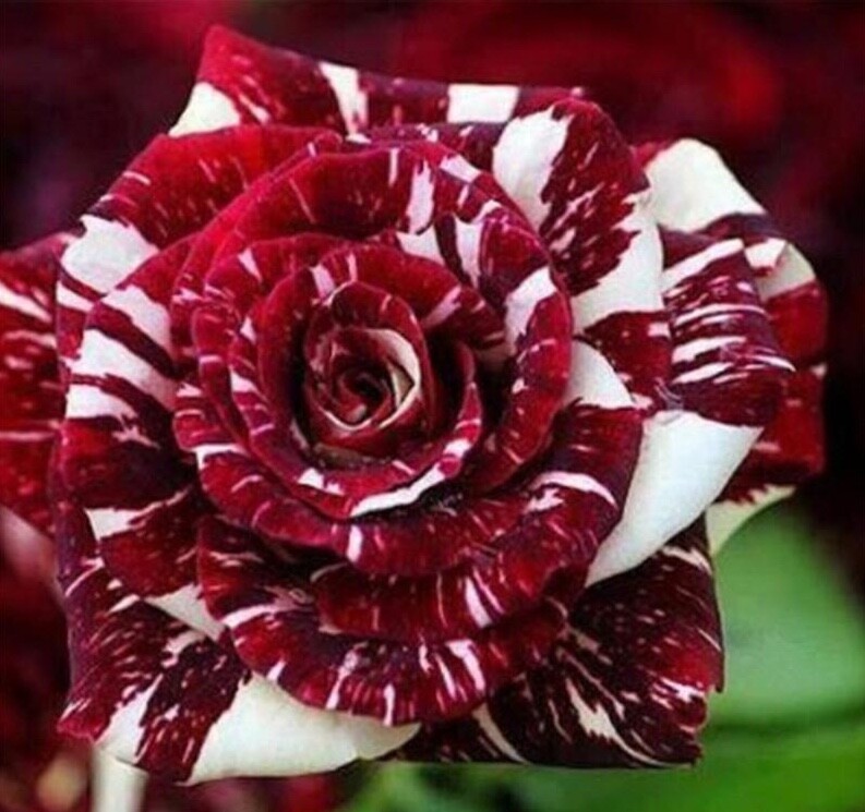 10 ROSE TIGER STRIPE SEEDS rare hybrid dragon flower garden USA SELLER W/TRACK