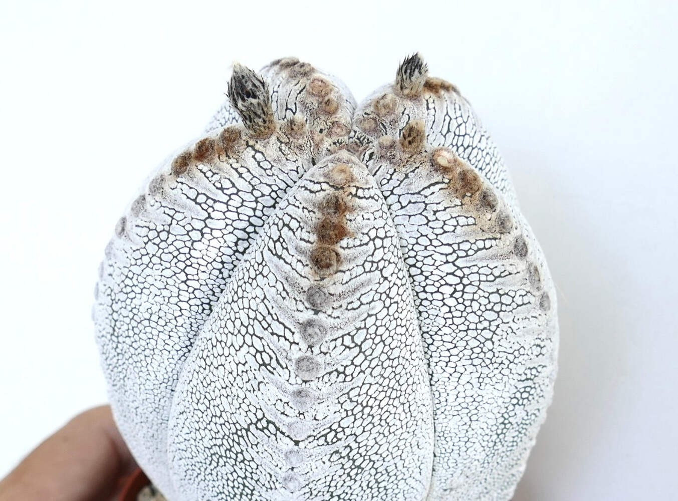 Astrophytum culttivar ONZUKA selected F789 – Star cactus | Bishop’s cap