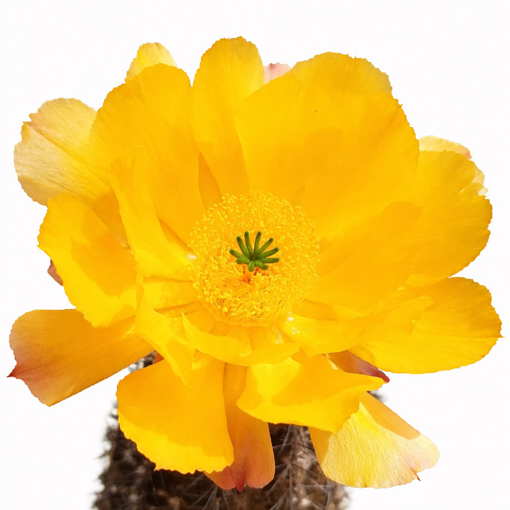 Echinocereus tayopensis SEEDS – Rare Cactus SEEDS