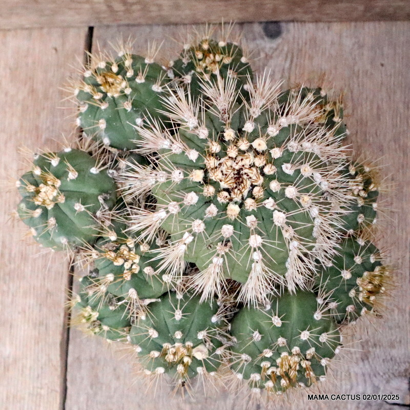 M104 GYMNOCALYCIUM CHACOENSE VERY OLD pot14-H13-W20 cm MaMa Cactus