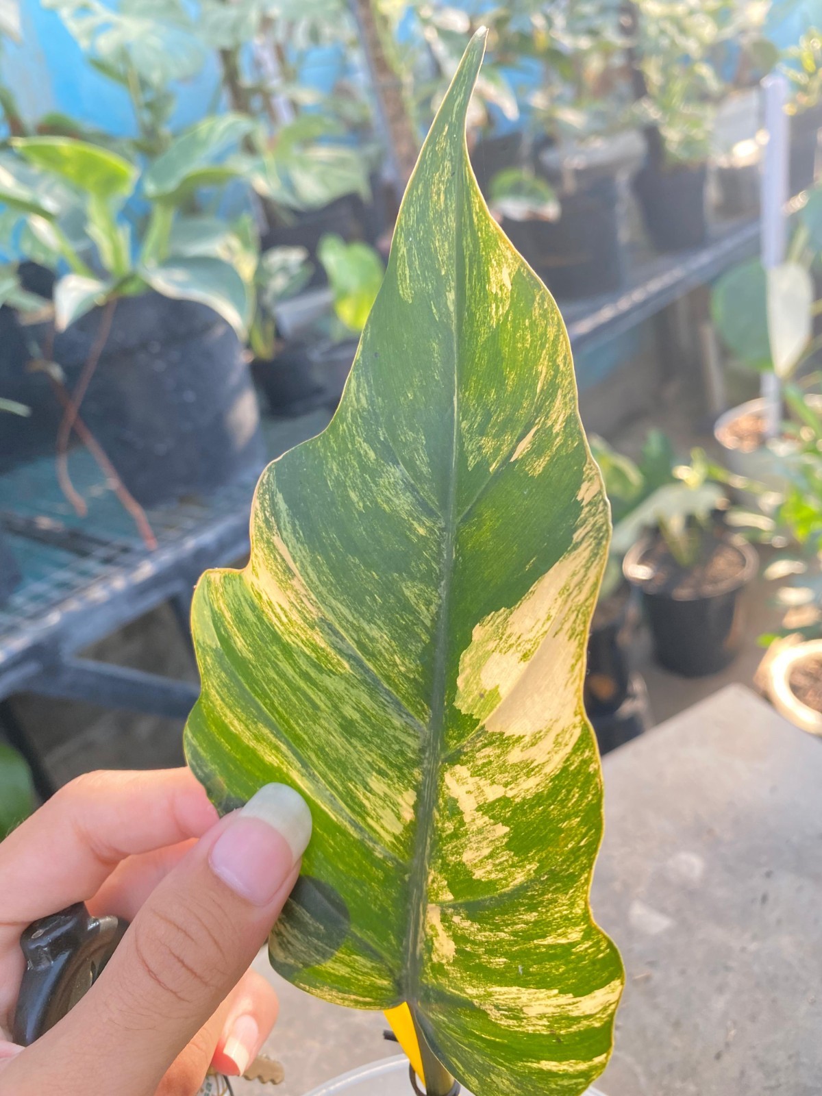 Real Pict Philodendron Caramel Marble Variegated Rare Plant
