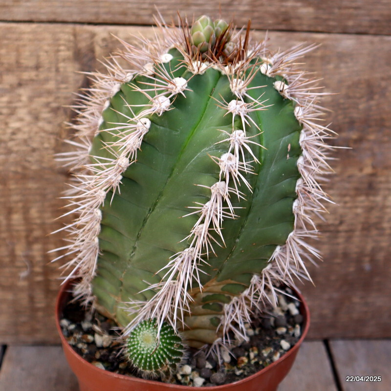 M86 GYMNOCALYCIUM CHACOENSE pot14-H19-W13 cm MaMa Cactus