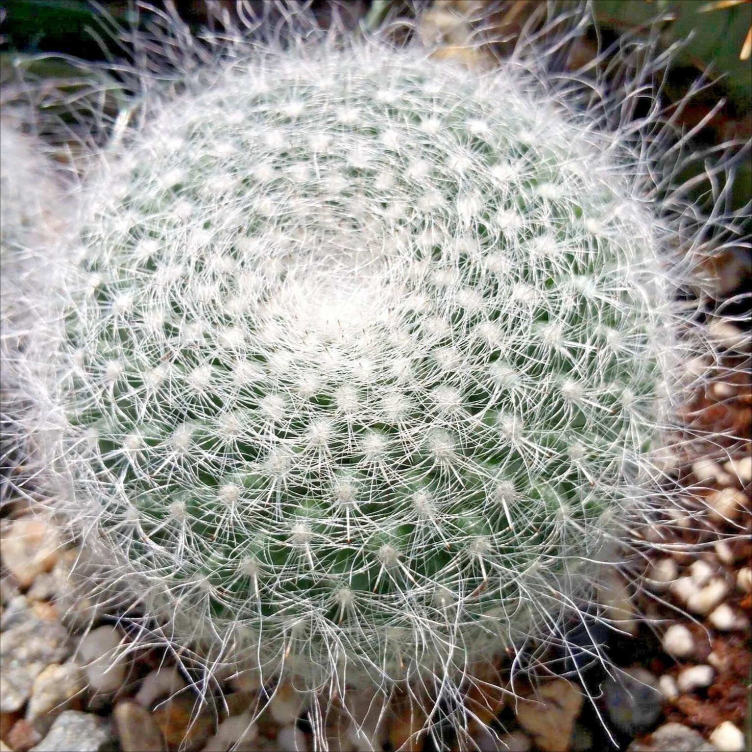 Mammillaria hahniana Old Lady Cactus Cactiand exotica Rare Succulent Plant