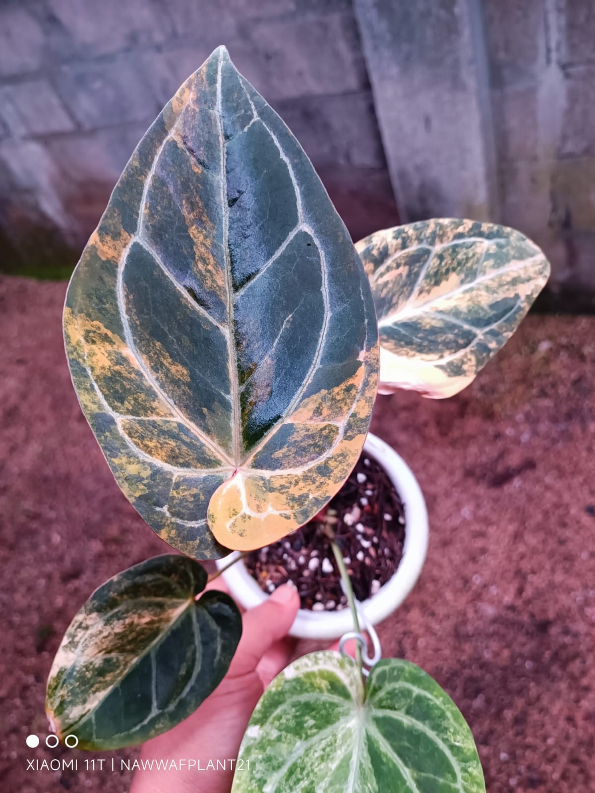 Anthurium Megatron x Anthurium Domino Variegated Real Plant $960