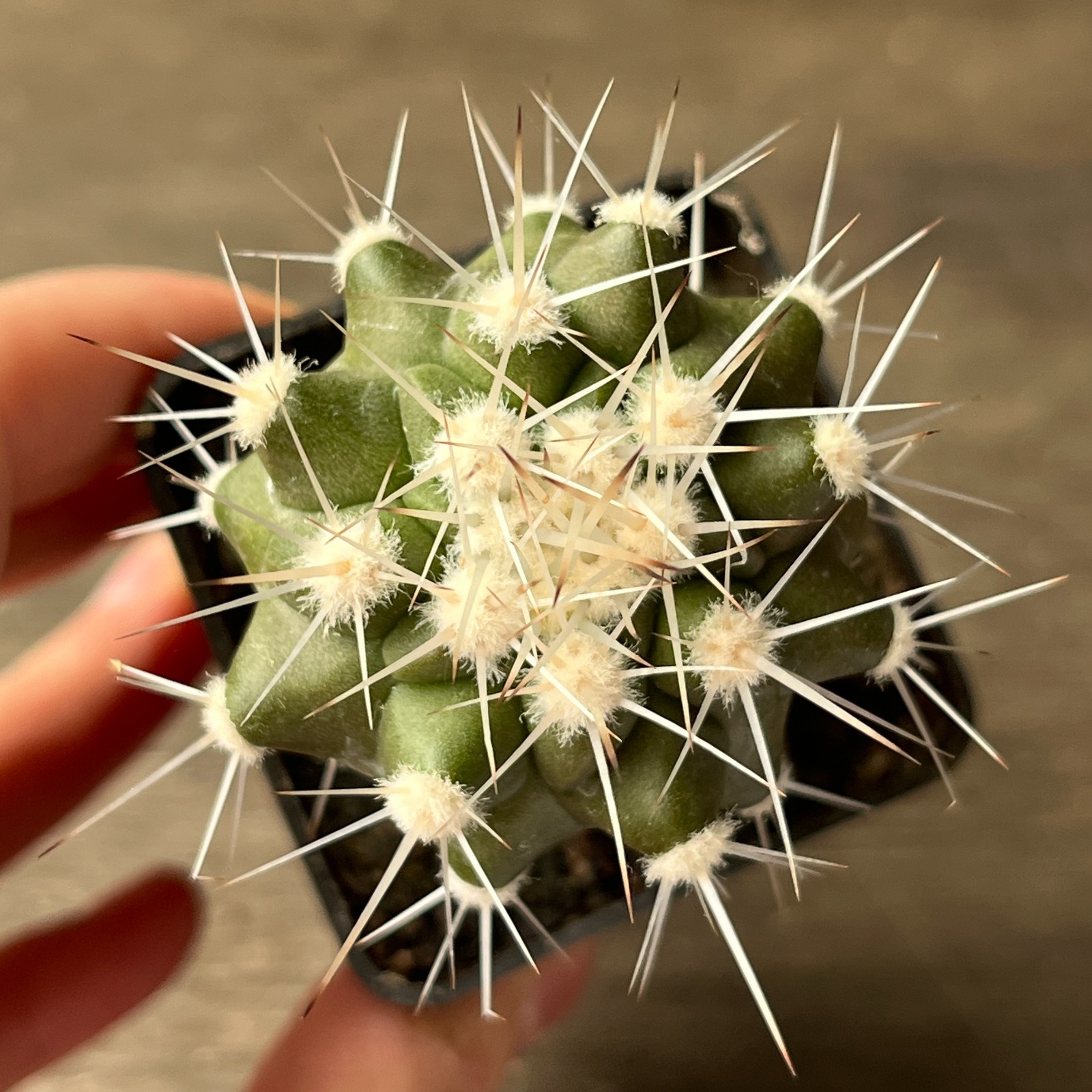 A55-160 Copiapoa cinerea v. albispina, grafted