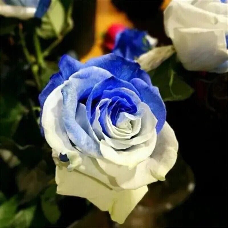 100 Mixed Color Rose Seeds for Garden Planting Varieties of Bush Perennial