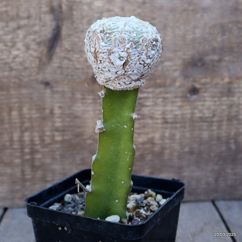 A4821 ASTROPHYTUM SUPERKABUTO “V” TYPE GRAFT pot9-H15-W6 cm MaMa Cactus
