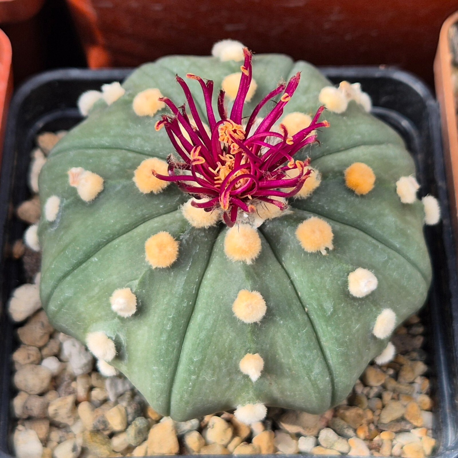 Astrophytum asterias ‘Shinshowa’ F2 10seeds harvest 2025