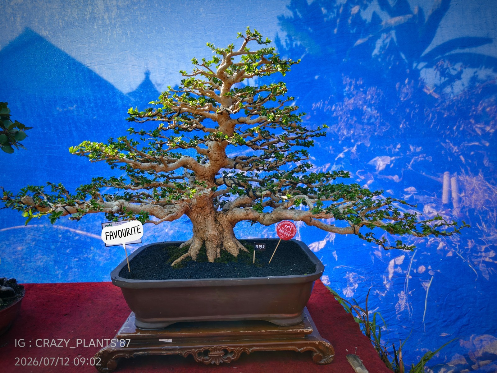 Premna Microphylla Bonsai Tree -Real- Large Size – For Bonsai Tree Collectors.