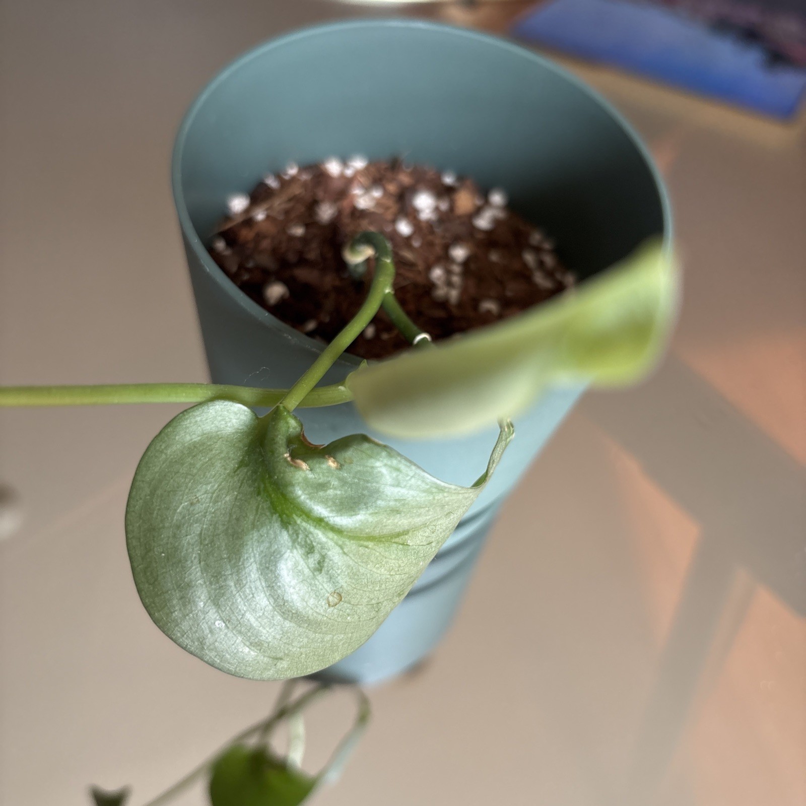 Scindapsus Silver Hero or Platinum – Live Plant Growing in green pot.