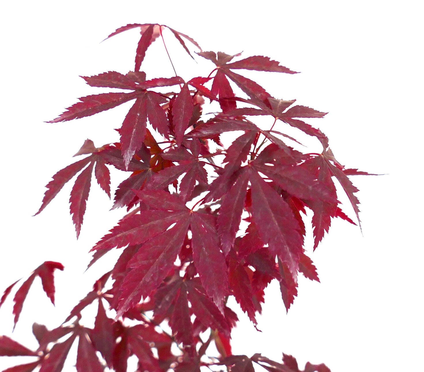 Acer palmatum cv DESHOJO – RED Deshojo Maple | Japanese Maple Deshojo
