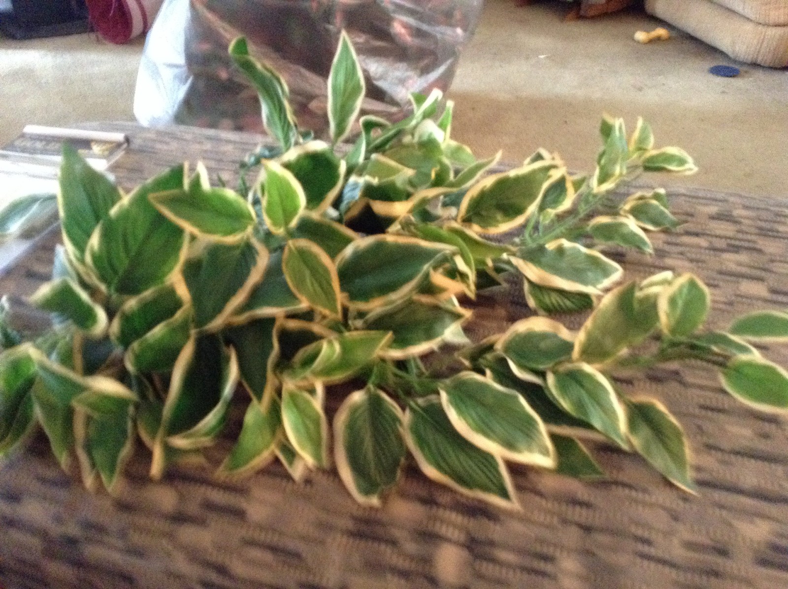 Light Green plastic flowers