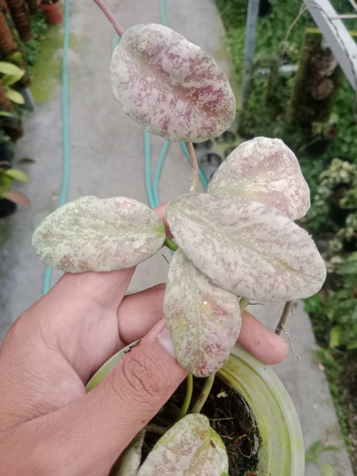 Hoya Waymaniae Cloud Sky Pink Silver Rare Tropical Plant