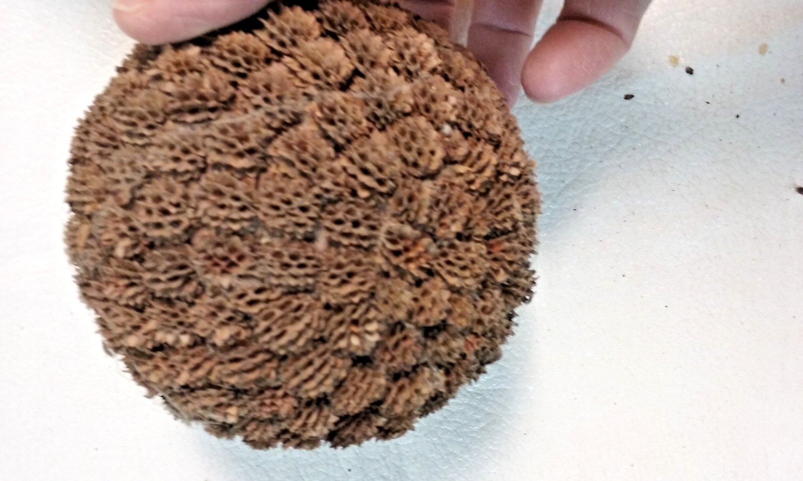 3 Brown Seed Pod Mosaic Decorative Ball Ornaments 5″ to 6″ & 4″ to 5″ wide