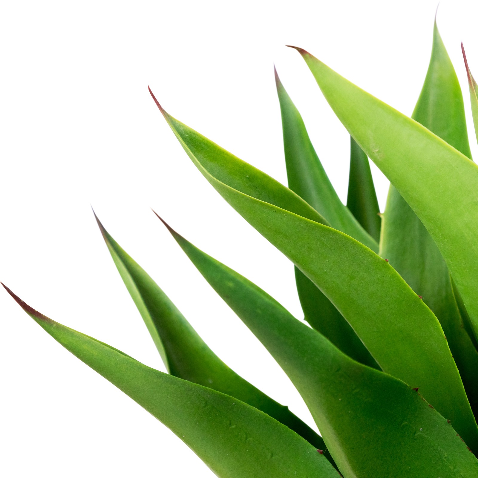 Northlight 30.5″ Potted Green Artificial Agave Americana Succulent Plant