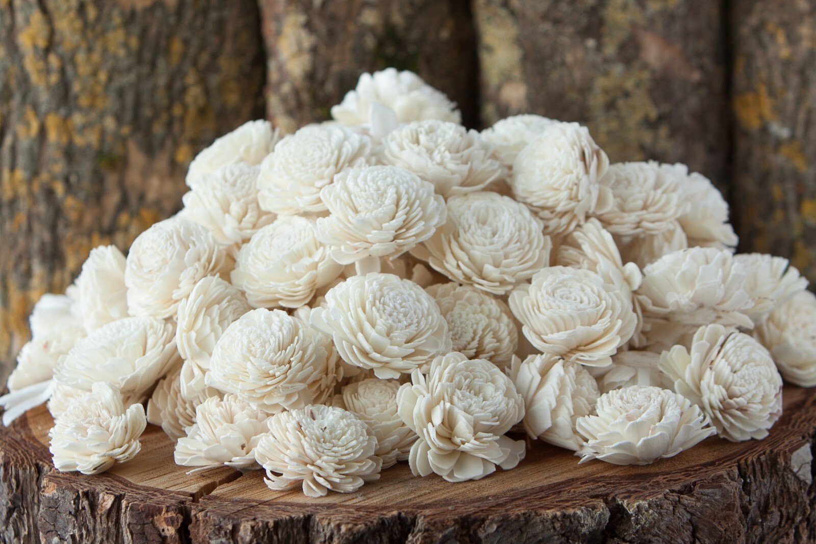 Ivory Belly Sola Wood Flowers – Set of 100 – Craft Flowers