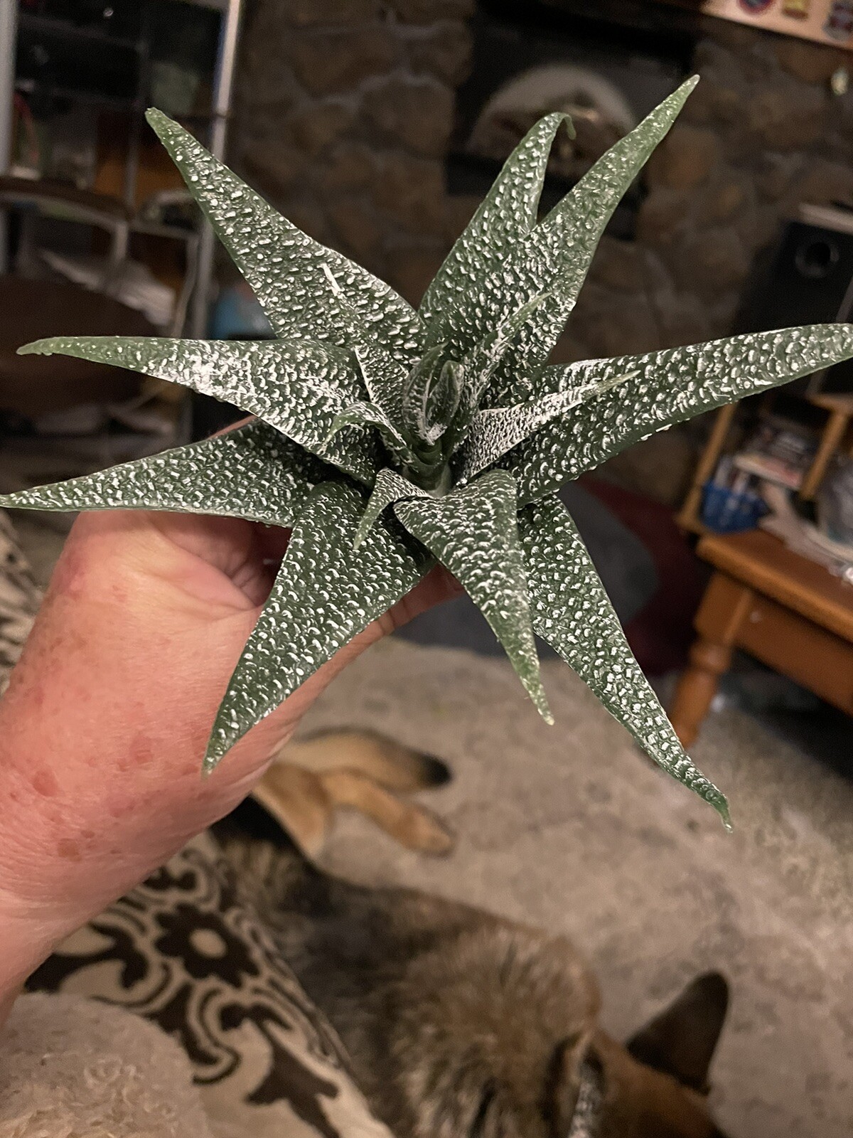 faux STAR succulent plant pick agave aloe heavy Duty Plastic 6” wide 4” tall￼