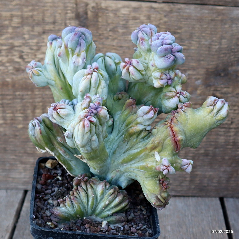 D1507 MYRTILLOCACTUS GEOMETRIZANS CRESTED pot10-H19-W18 cm MaMa Cactus