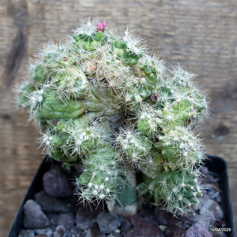 A9921 MAMMILLARIA BOCASANA MONSTER GRAFTED pot12-H13-W13 cm MaMa Cactus