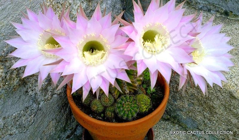 Echinopsis Oxygona Easter Lily Cactus Live Combo Flowering Cactus