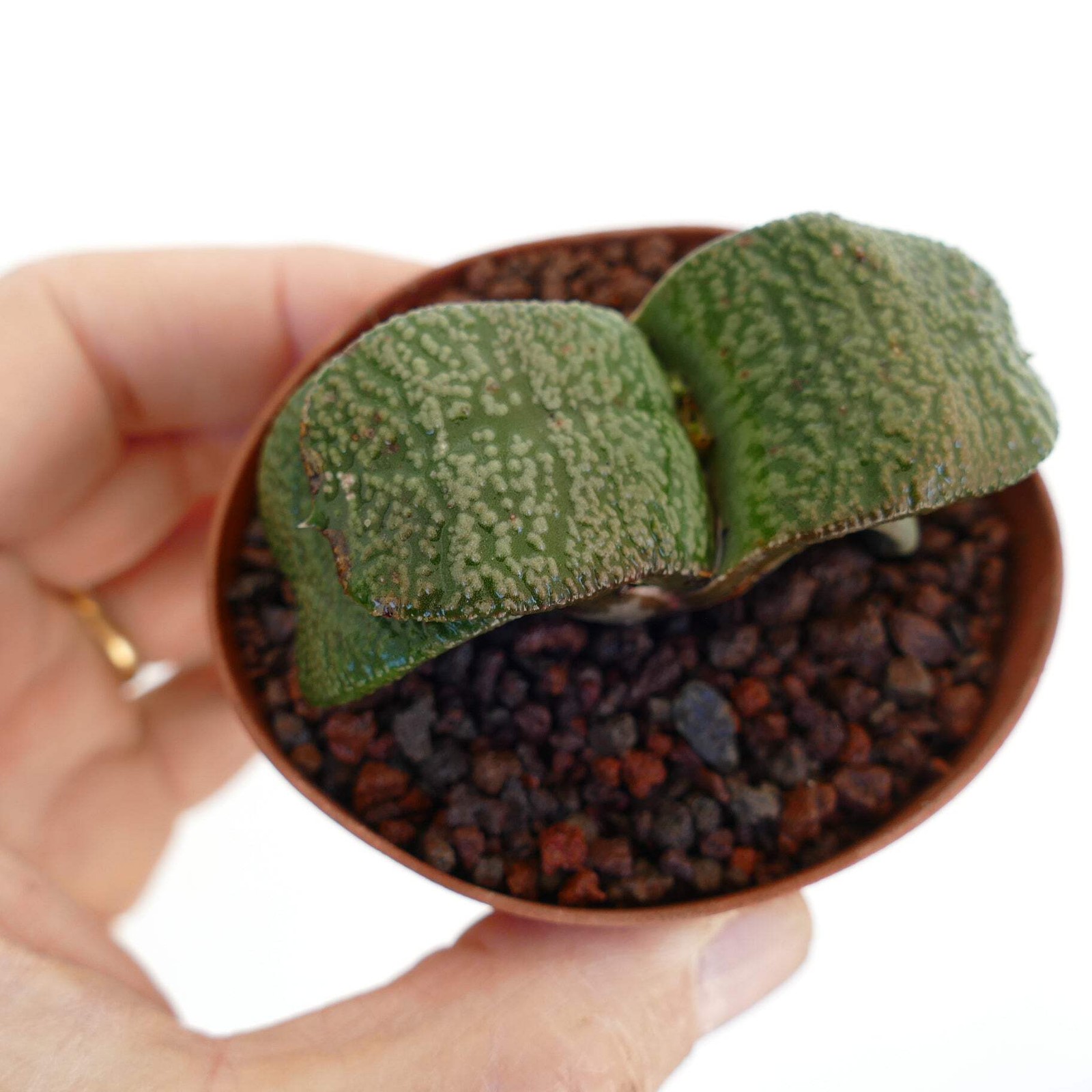 Gasteria armstrongii WHITE PEARL THICK LEAVES (DE LONGHI) – Dwarf Gasteria | Arm