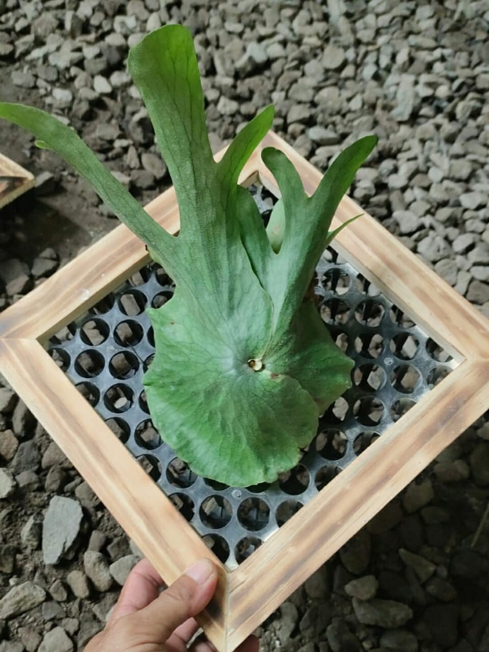 Platycerium Grande + Phytosanitary Cert