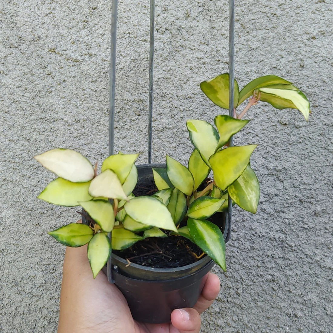 Real Pickture Hoya Lacunosa Tricolor Souma Rare Plant