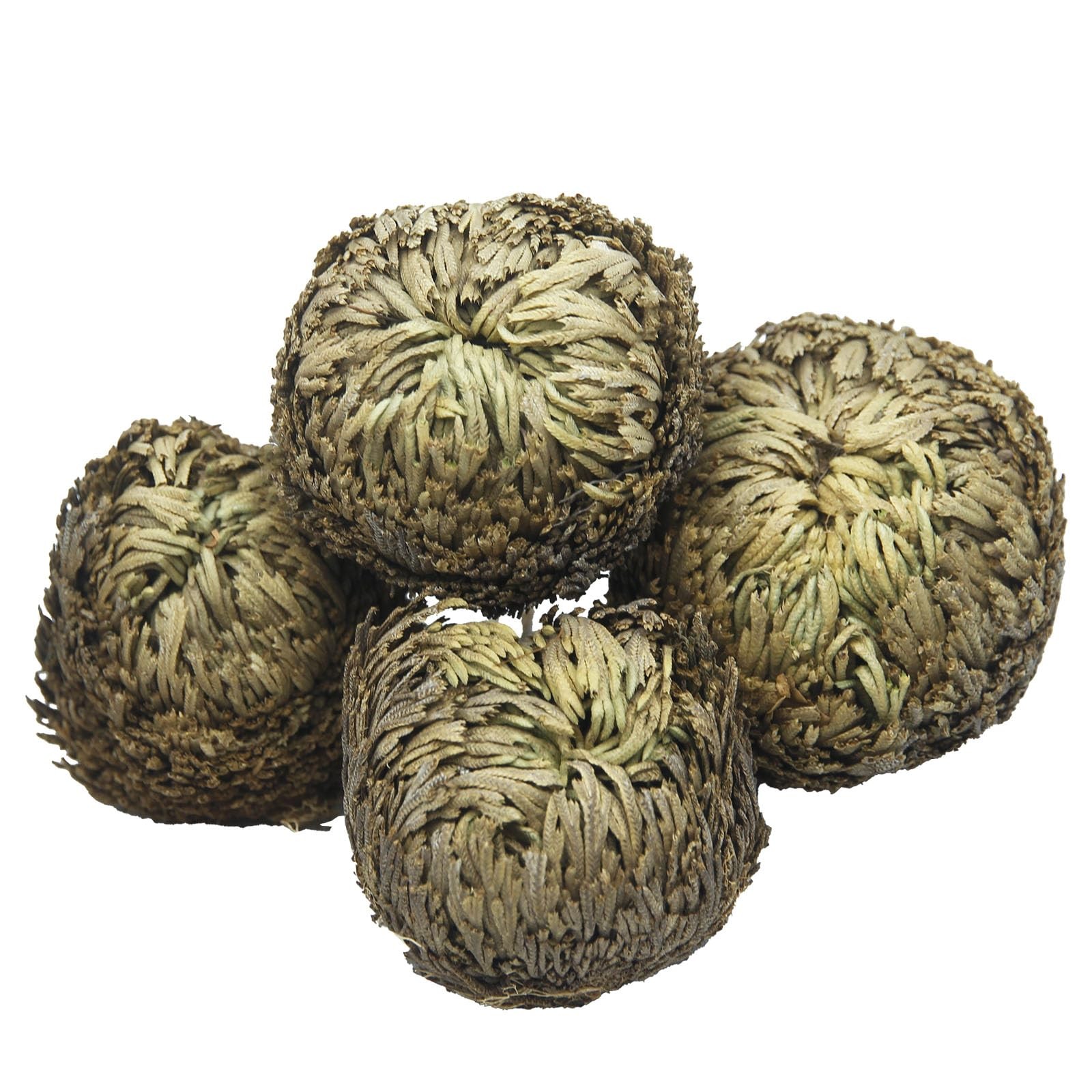 4 Pack Rose of Jericho Resurrection Plants Rosa de Jerico Original Dried Flow…