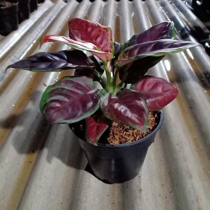 Aglaonema Black Maroon – Dark Red Maroon Foliage Live Plant Grow in Pot
