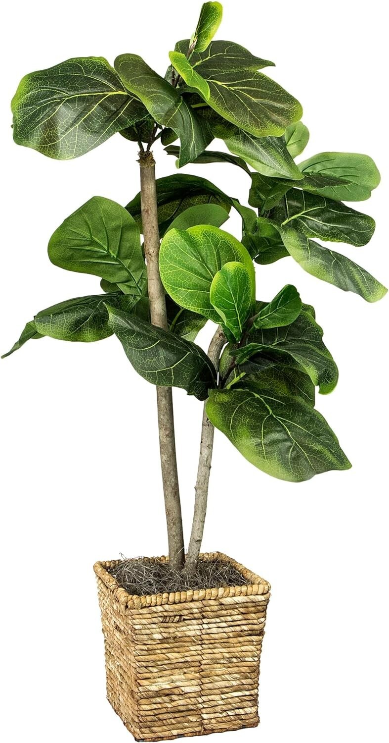 38-Inch Fiddle House Ficus In Woven Basket Creative, Imaginative, USA-Assembled