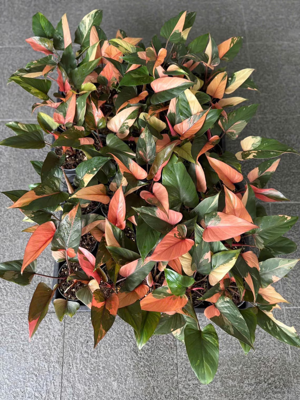 Homalomena pink diamond Variegated Real Picture RARE PLANT