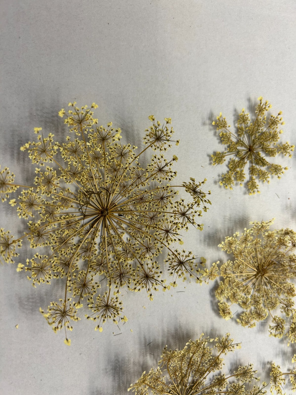 Lot of 10 Hand Picked and Hand Pressed Queen Anne’s Lace Flowers Crafting Décor